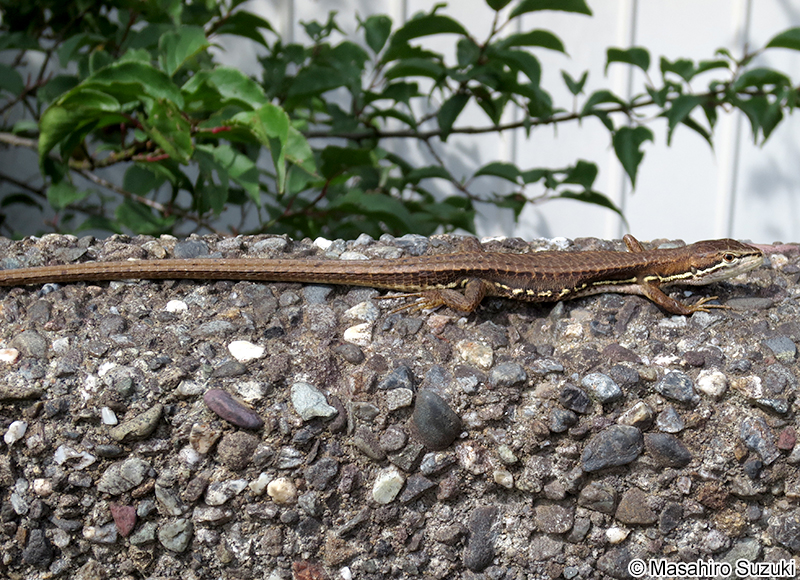 ニホンカナヘビ Takydromus tachydromoides