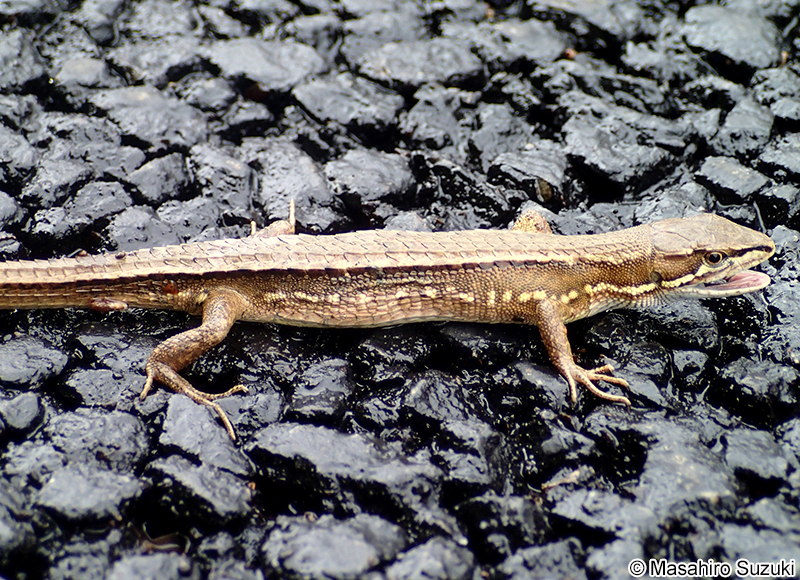 ニホンカナヘビ Takydromus tachydromoides