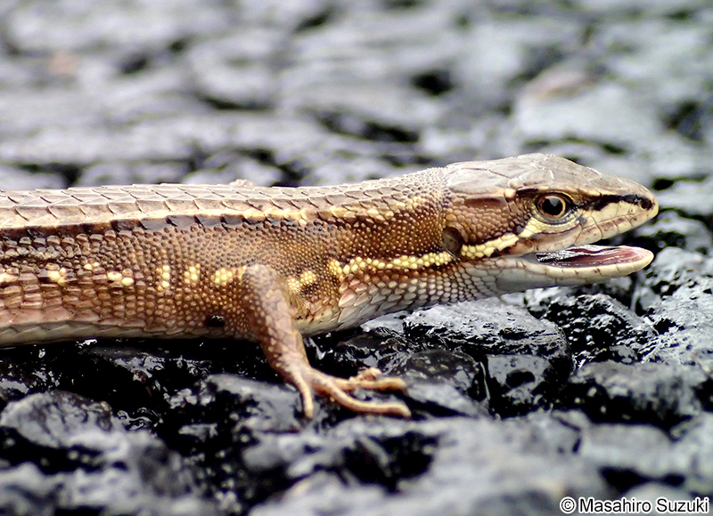 ニホンカナヘビ Takydromus tachydromoides