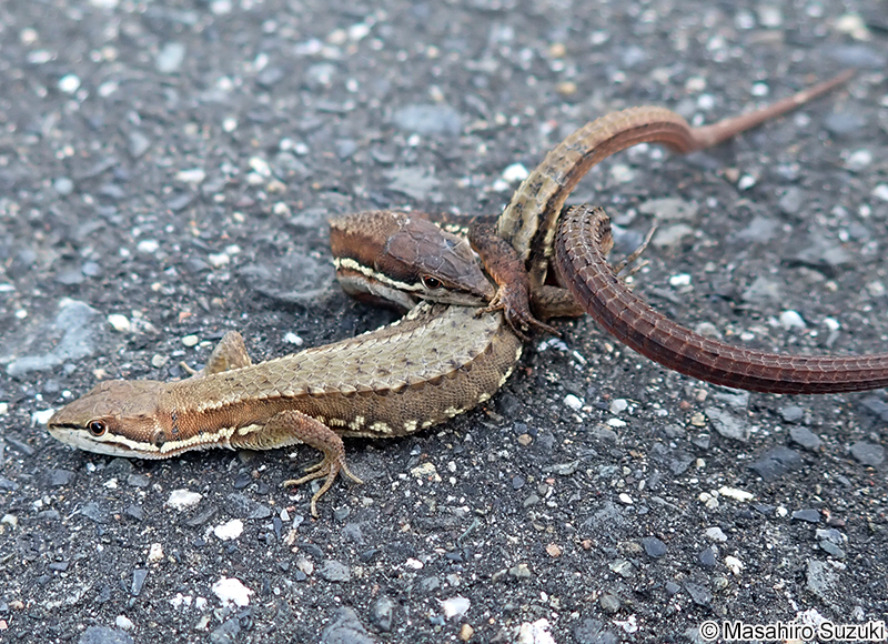ニホンカナヘビ Takydromus tachydromoides