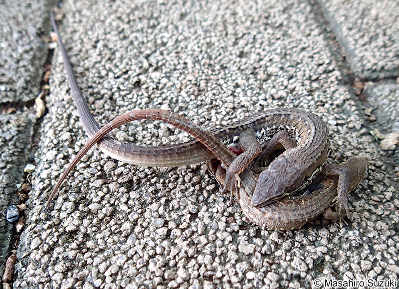 ニホンカナヘビ Takydromus tachydromoides