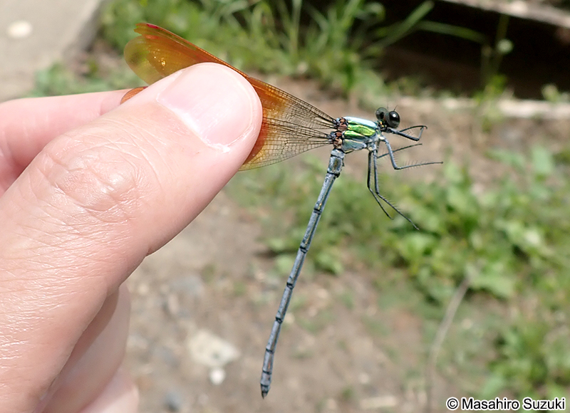 ニホンカワトンボ Mnais costalis
