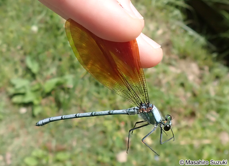 ニホンカワトンボ Mnais costalis