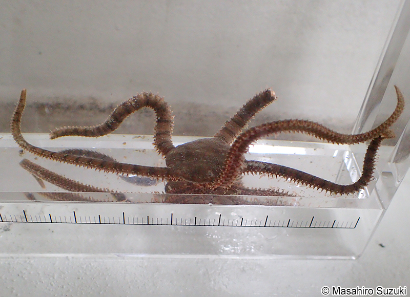 ニホンクモヒトデ Ophioplocus japonicus