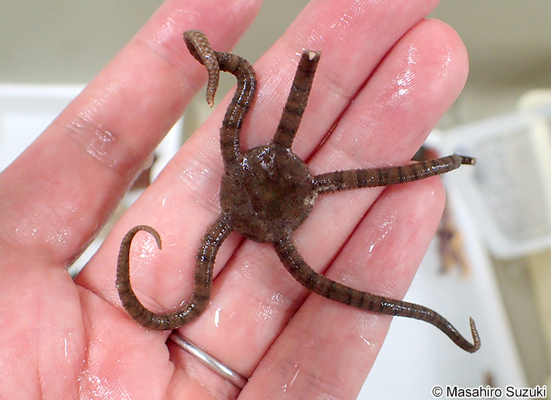ニホンクモヒトデ Ophioplocus japonicus