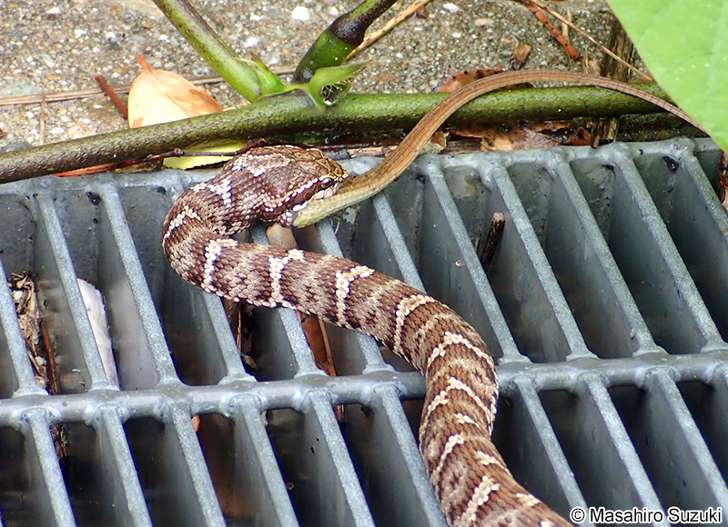 カナヘビを捕食するニホンマムシ