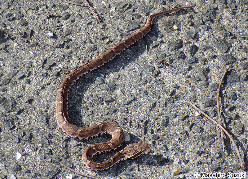 ニホンマムシ Gloydius blomhoffii blomhoffii