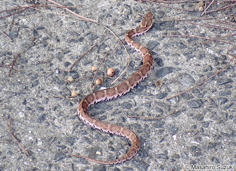 ニホンマムシ Gloydius blomhoffii blomhoffii