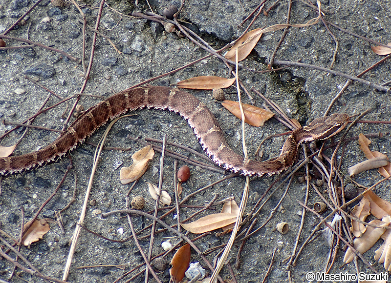ニホンマムシ Gloydius blomhoffii blomhoffii