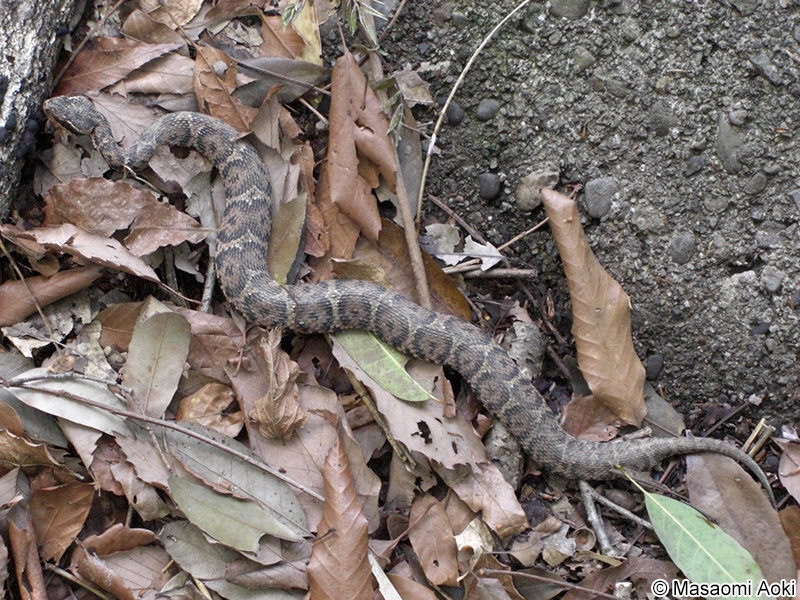 ニホンマムシ Gloydius blomhoffii blomhoffii