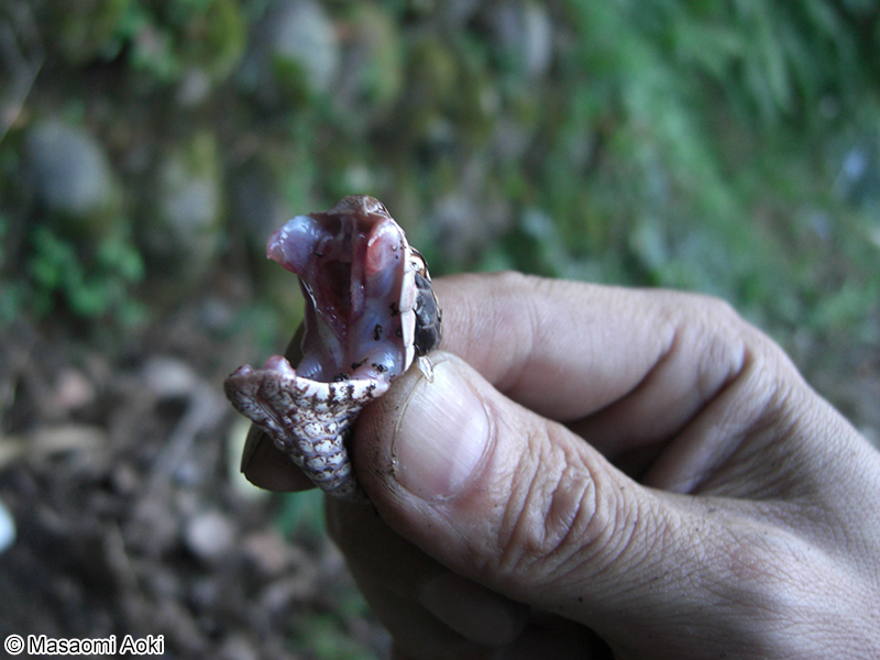 ニホンマムシ Gloydius blomhoffii blomhoffii