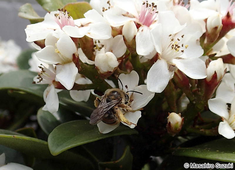 ニホンミツバチ Apis cerana japonica
