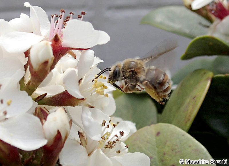 ニホンミツバチ Apis cerana japonica