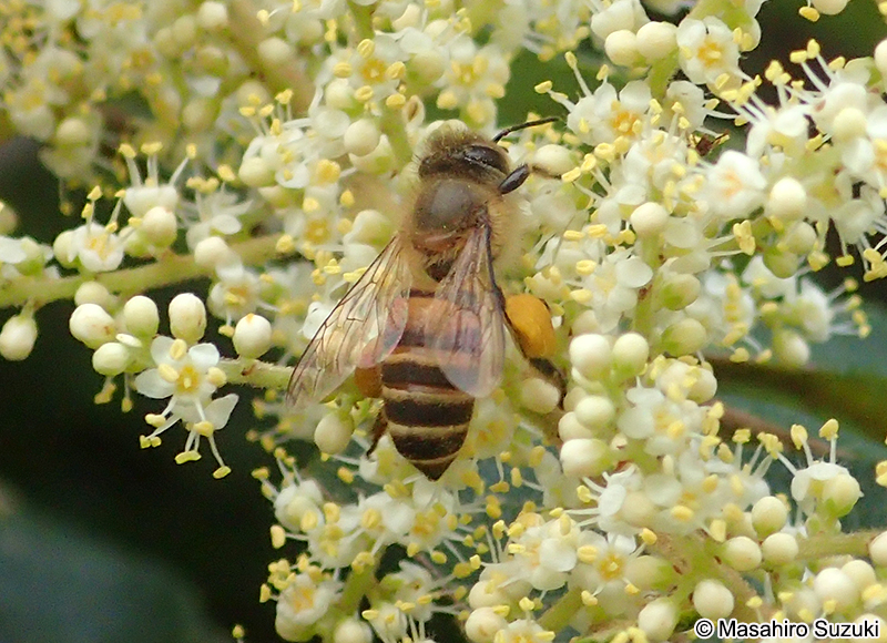 ニホンミツバチ Apis cerana japonica