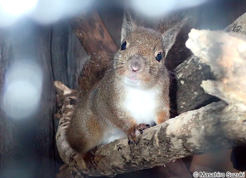 ニホンリス Sciurus lis