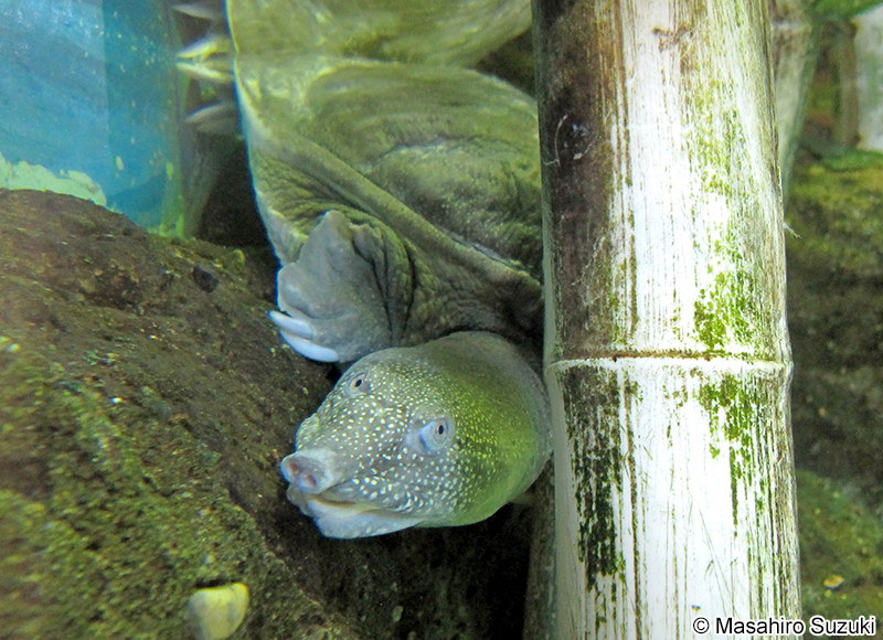 スッポン Pelodiscus sinensis