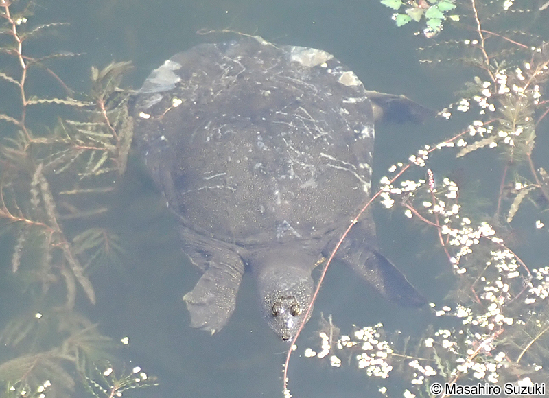 スッポン Pelodiscus sinensis