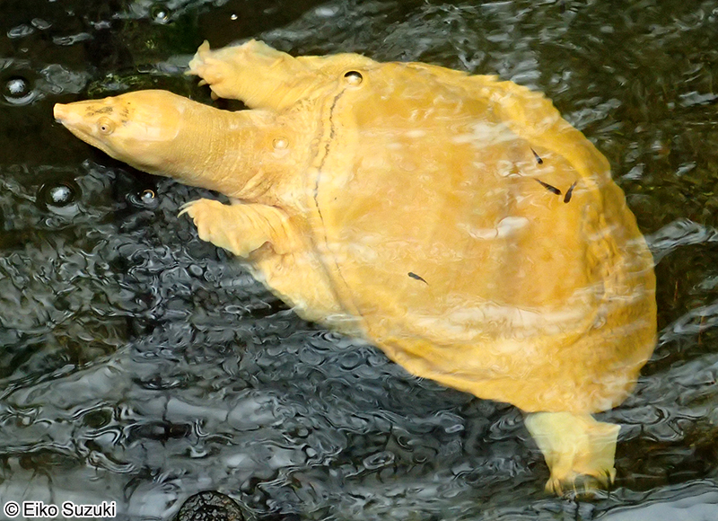スッポン Pelodiscus sinensis