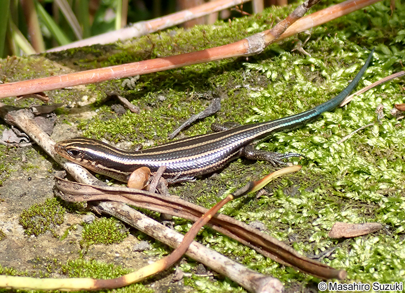 ニホントカゲ Plestiodon japonicus