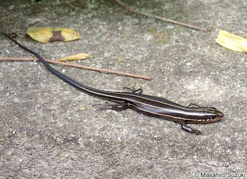 ニホントカゲ Plestiodon japonicus