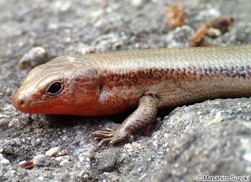 ニホントカゲ Plestiodon japonicus