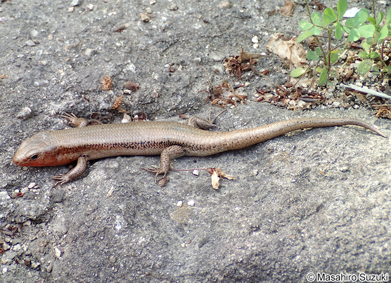 ニホントカゲ Plestiodon japonicus