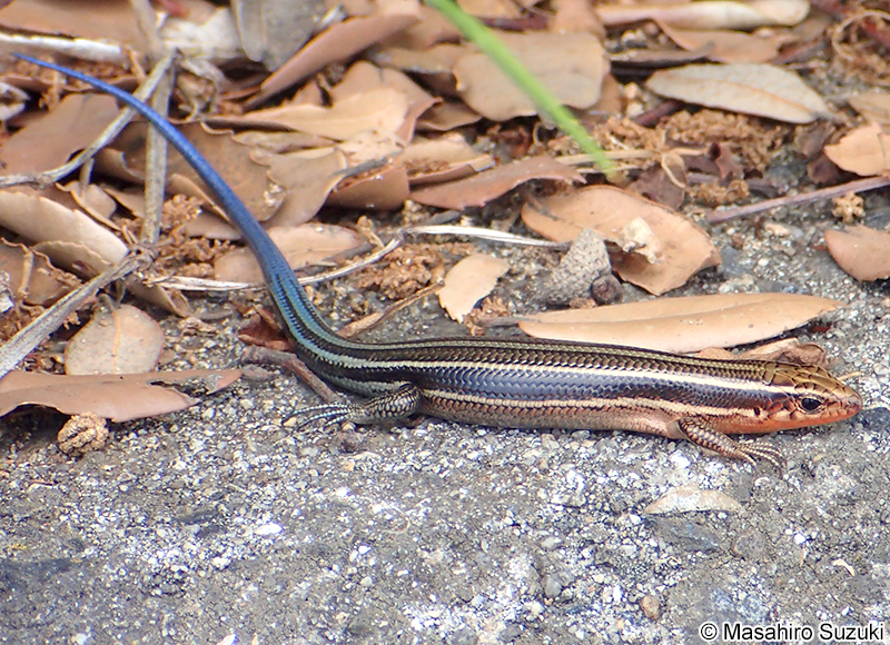 ニホントカゲ Plestiodon japonicus