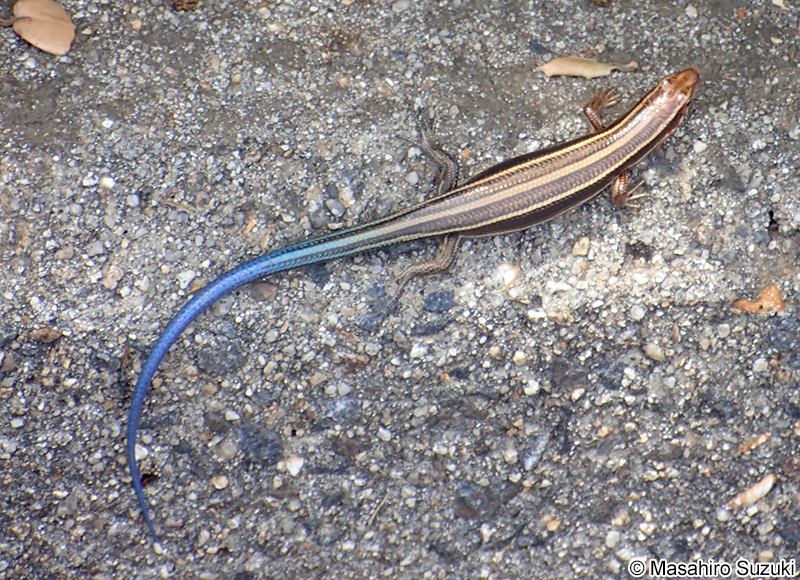 ニホントカゲ Plestiodon japonicus