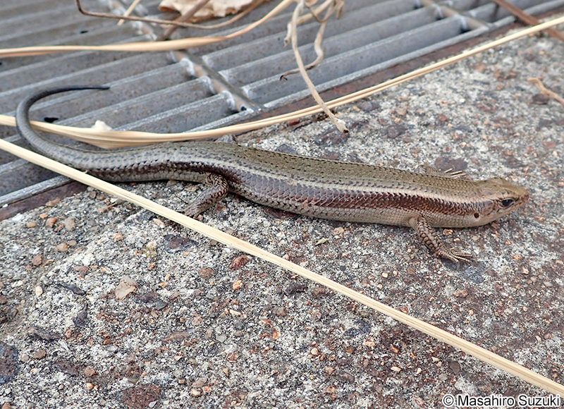 ニホントカゲ Plestiodon japonicus