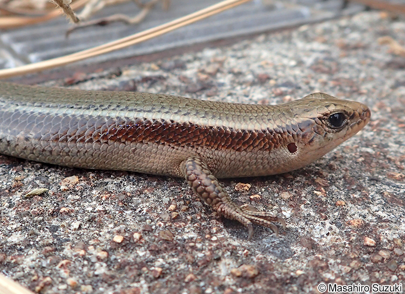 ニホントカゲ Plestiodon japonicus