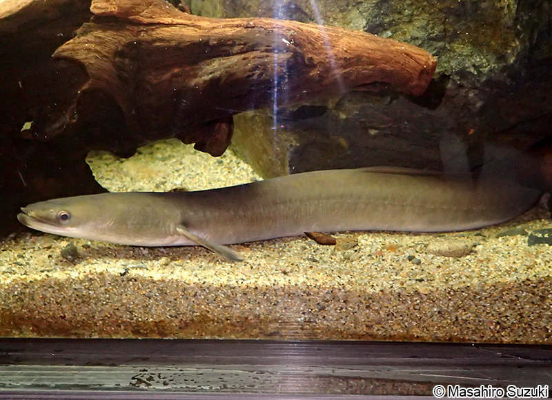 ニホンウナギ Anguilla japonica