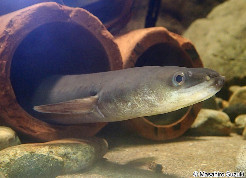 ニホンウナギ Anguilla japonica