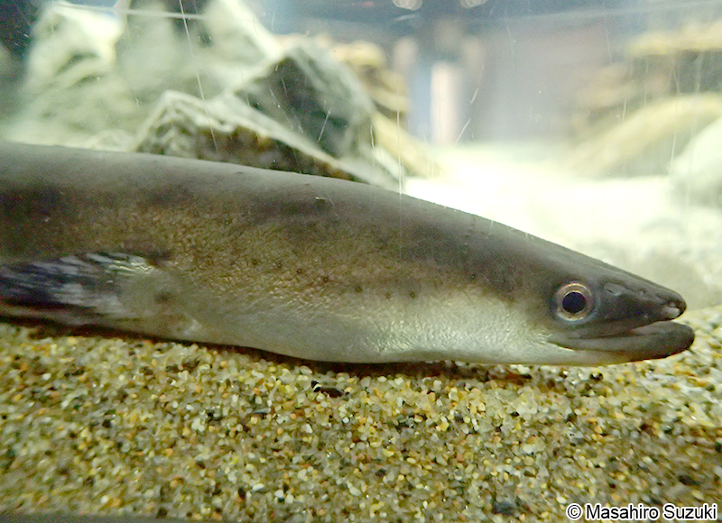 ニホンウナギ Anguilla japonica