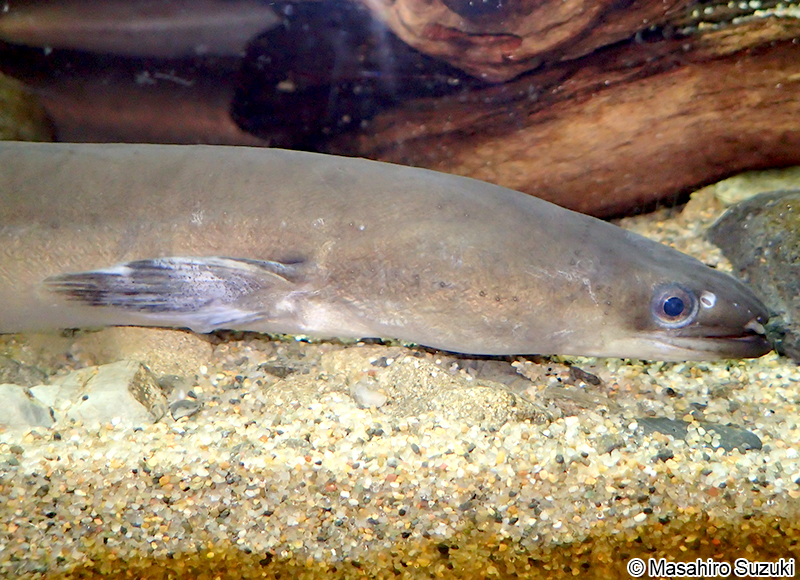 ニホンウナギ Anguilla japonica
