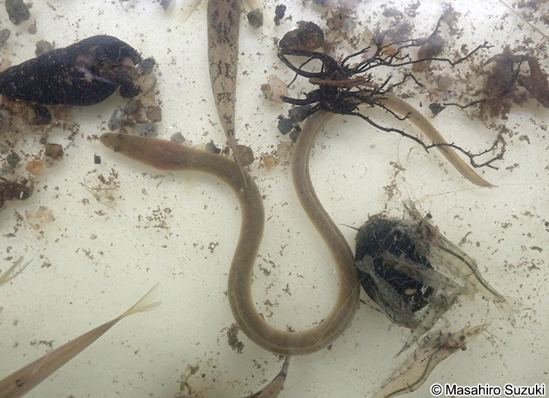 ニホンウナギ Anguilla japonica