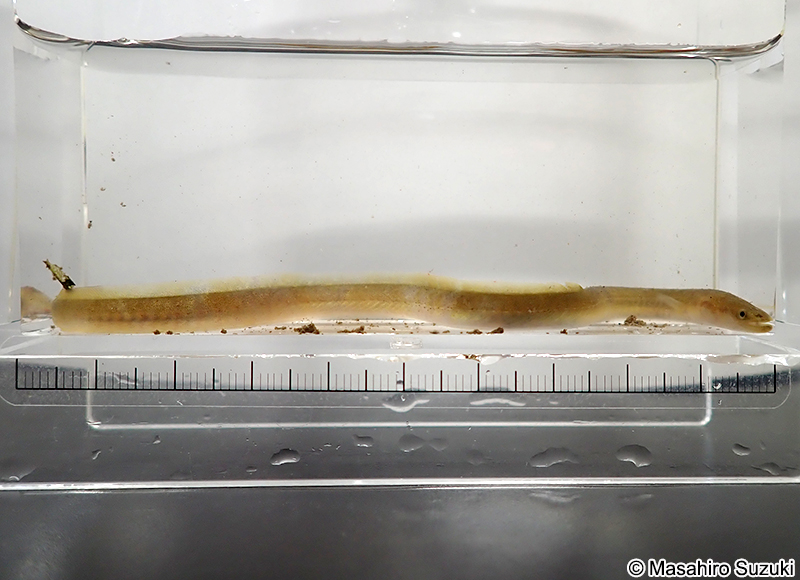 ニホンウナギ Anguilla japonica