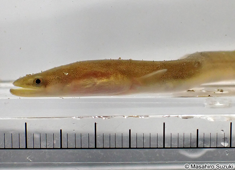ニホンウナギ Anguilla japonica