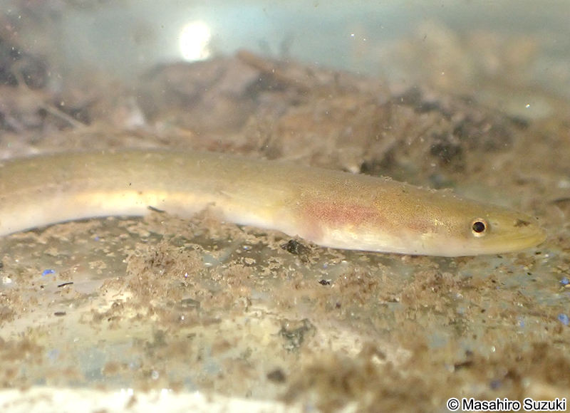 ニホンウナギ Anguilla japonica