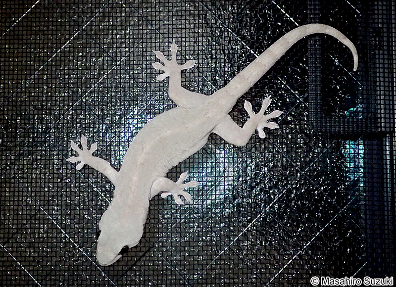 ニホンヤモリ Gekko japonicus
