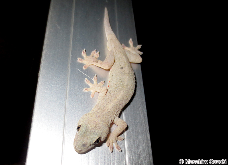 ニホンヤモリ Gekko japonicus