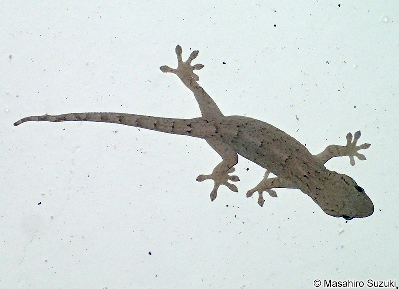 ニホンヤモリ Gekko japonicus