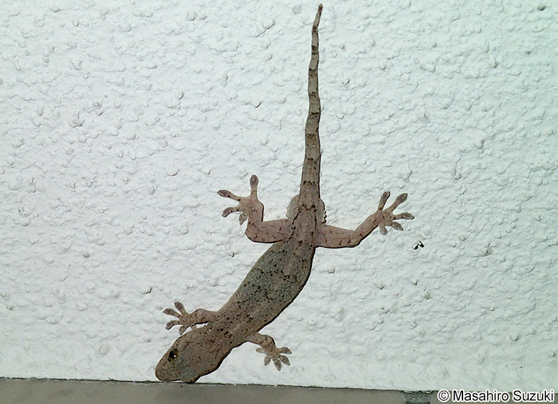 ニホンヤモリ Gekko japonicus