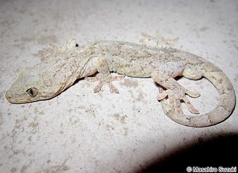 ニホンヤモリ Gekko japonicus