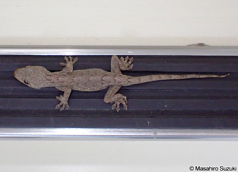 ニホンヤモリ Gekko japonicus