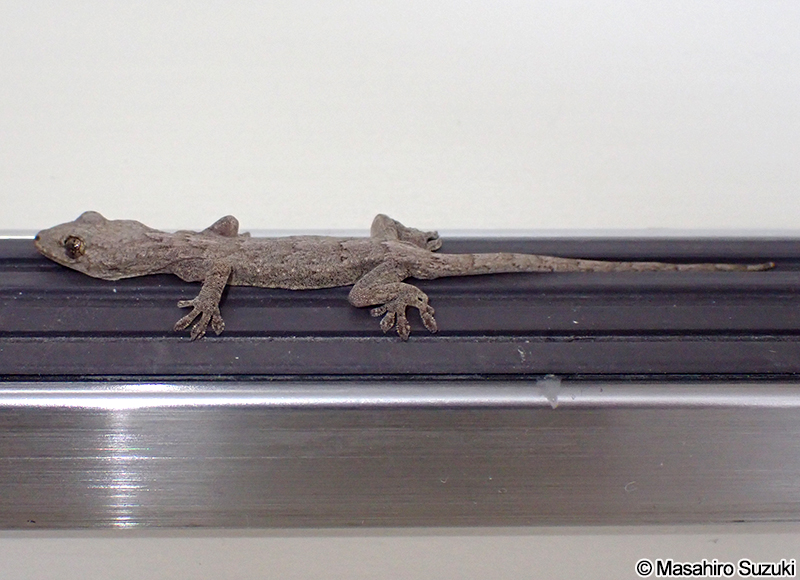 ニホンヤモリ Gekko japonicus