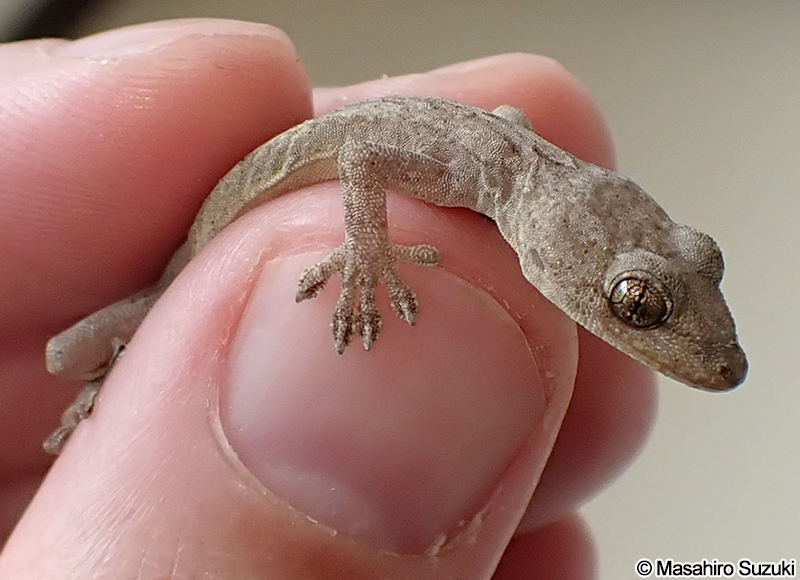ニホンヤモリ Gekko japonicus