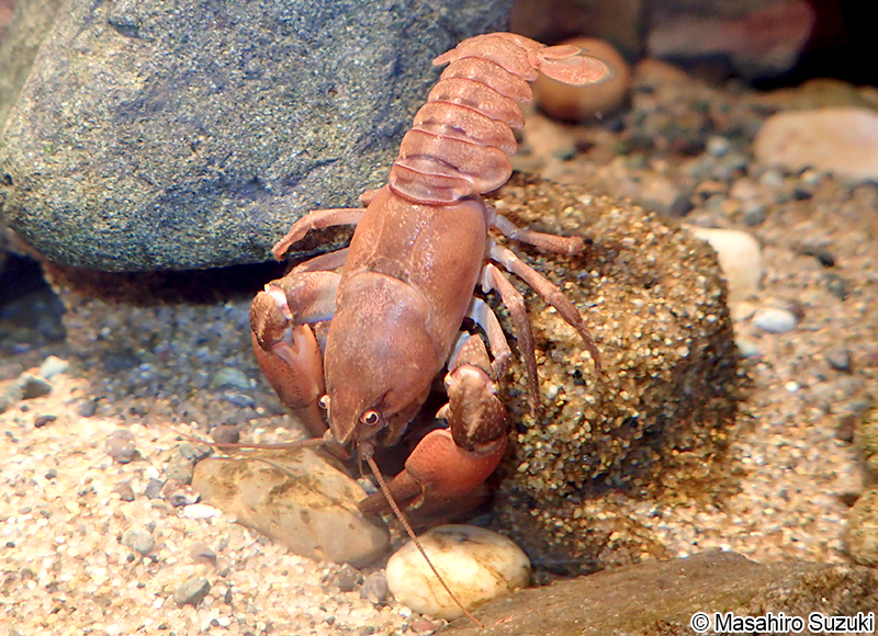 ニホンザリガニ Cambaroides japonicus