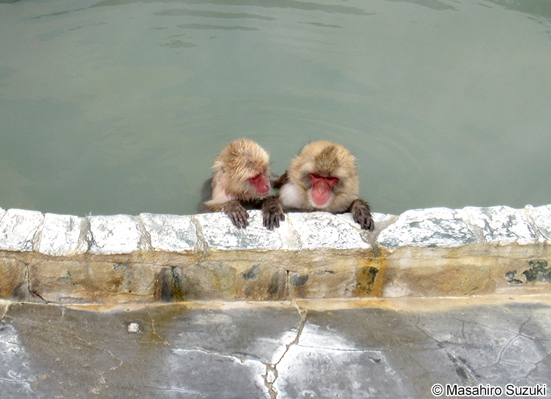ニホンザル Macaca fuscata