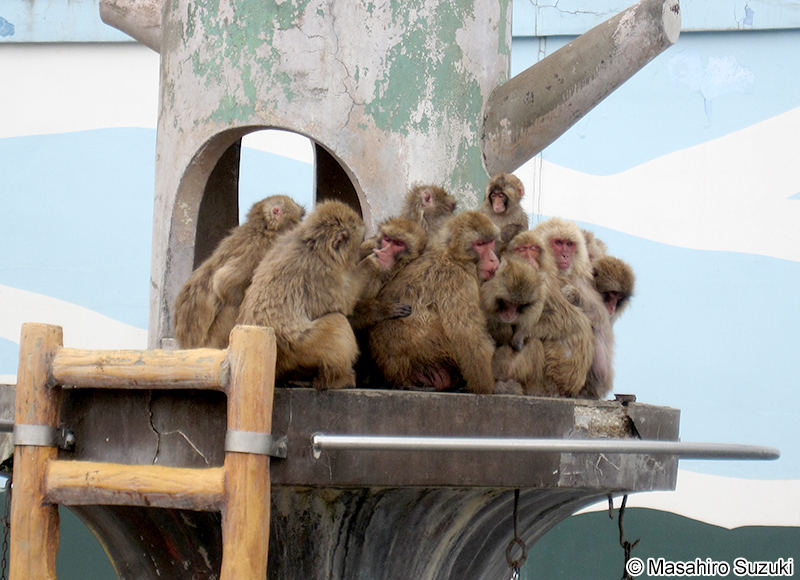 ニホンザル Macaca fuscata