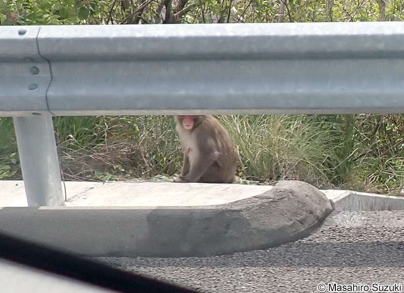 ニホンザル Macaca fuscata